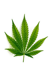 Read more about the article A Cannabis THC tartalom meghatározási kérdései