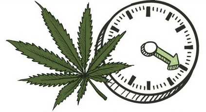 Read more about the article Cannabis növényegyedek mennyiségi meghatározása, THC tartalma