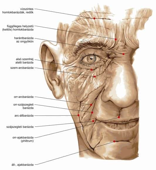 ALFONZ személyleírási rendszer