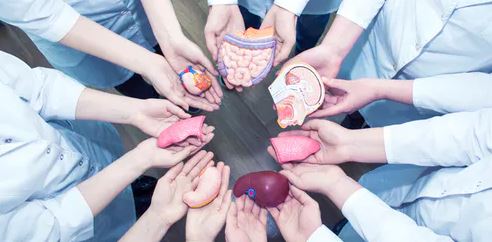 Donáció szervkereskedelem ügyvéd – dr. Király Enikő